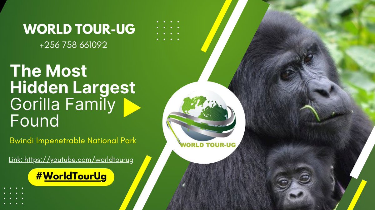 Did you know that 50% of the world's gorilla population is found in Uganda? Visit #BwindiImpenetrable in Kigezi region to find out. Fun activities like gorilla tracking, nature walks etc. You can get a legit tracking permit from @ugwildlife 
#VisitUganda