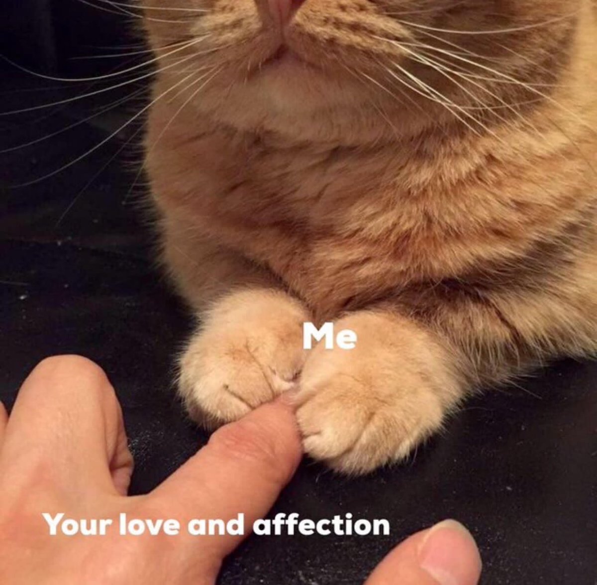 No Context Cats On Twitter RT nocontextscats Mood 