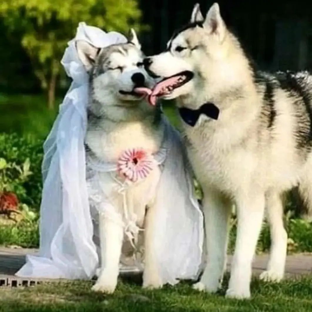 Say "yes"if you are a <a href="/HUSKYLOVERCOMM1/">HUSKY LOVER COMMUNITY</a>

<a href="/HUSKYLOVERCOMM1/">HUSKY LOVER COMMUNITY</a>

Conversation huskylover 

<a href="/HUSKYLOVERCOMM1/">HUSKY LOVER COMMUNITY</a>

Husky lover Aww 
TAG a friend Follow our page 

<a href="/HUSKYLOVERCOMM1/">HUSKY LOVER COMMUNITY</a>

<a href="/husky/">Husky 🐺</a> <a href="/HUSKYLOVERCOMM1/">HUSKY LOVER COMMUNITY</a> #huskylover #husky #huskylover #huskytwitter