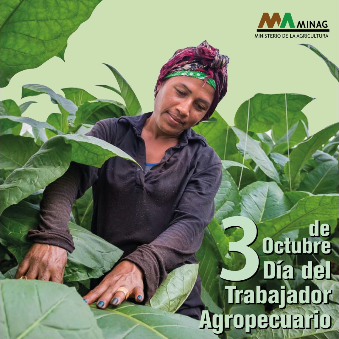 #Fidel  (…) “hay pocas actividades que compensen al hombre y le brinden tantas satisfacciones como los éxitos en la agricultura.”
<a href="/MINAGCuba/">Ministerio de la Agricultura de Cuba</a> <a href="/PresidenciaCuba/">Presidencia Cuba 🇨🇺</a> <a href="/PNUDCuba/">PNUD Cuba</a> <a href="/GTabacuba/">Grupo Empresarial Tabacuba</a> @GAgroforestal <a href="/DiazCanelB/">Miguel Díaz-Canel Bermúdez</a> 
#AgriculturaCubana