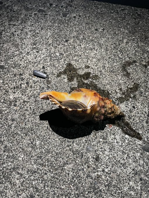 なんか貝釣れてワロタ。 