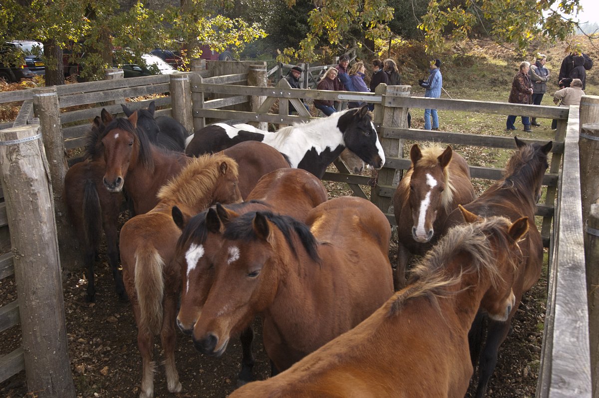 The Verderers are providing advance notice of #NewForest drifts

This week's drifts
Tues 4th October at Longslade
Sun 9th October at Balmer Lawn

For your own safety please look out for the warning signs &amp; avoid the area of the drift.

verderers.org.uk/announcements/…