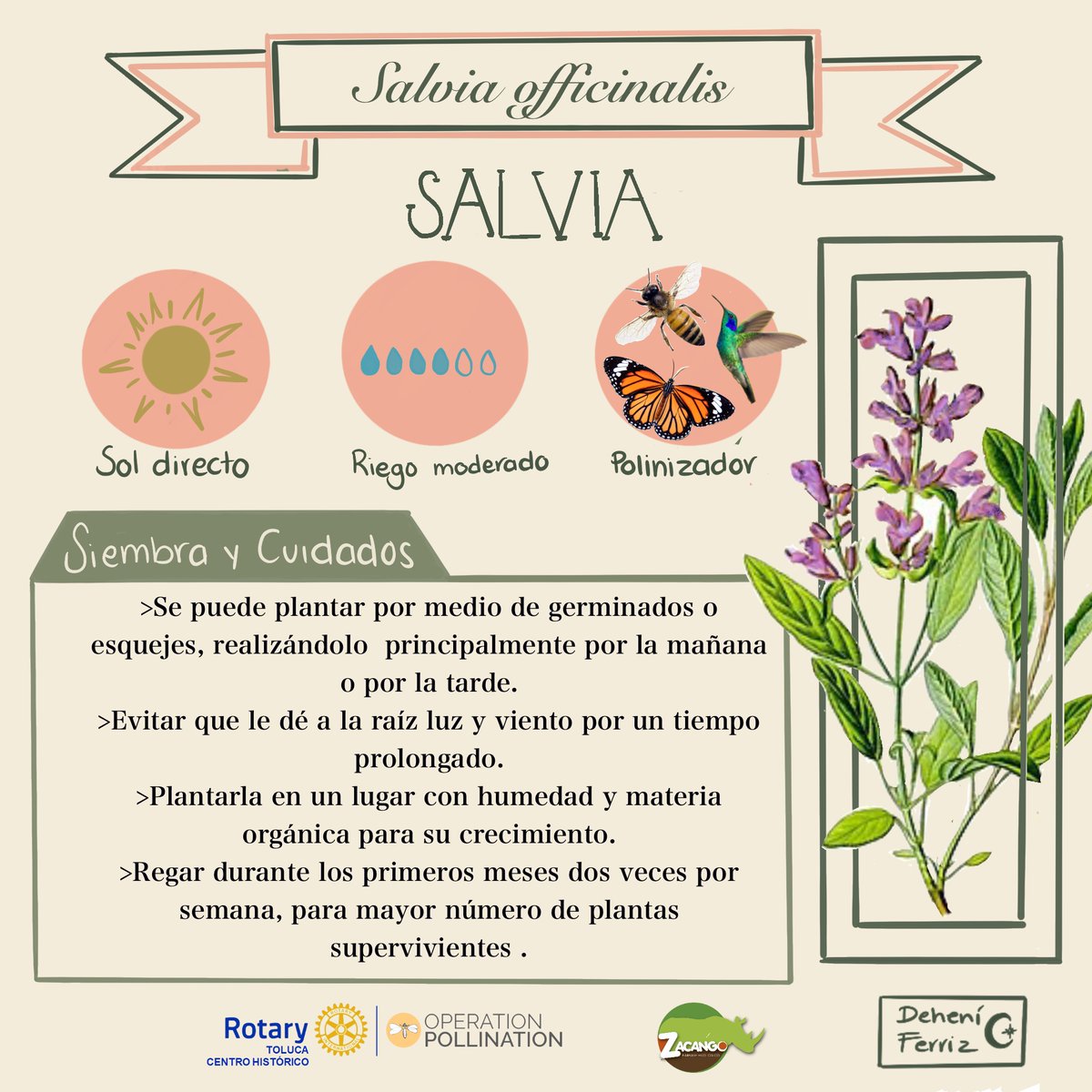 CRTolucaCH's tweet image. Enterarte de todo lo que está pasando en nuestras redes. 
#OperationPollination #ClubRotarioTolucaCentroHistórico