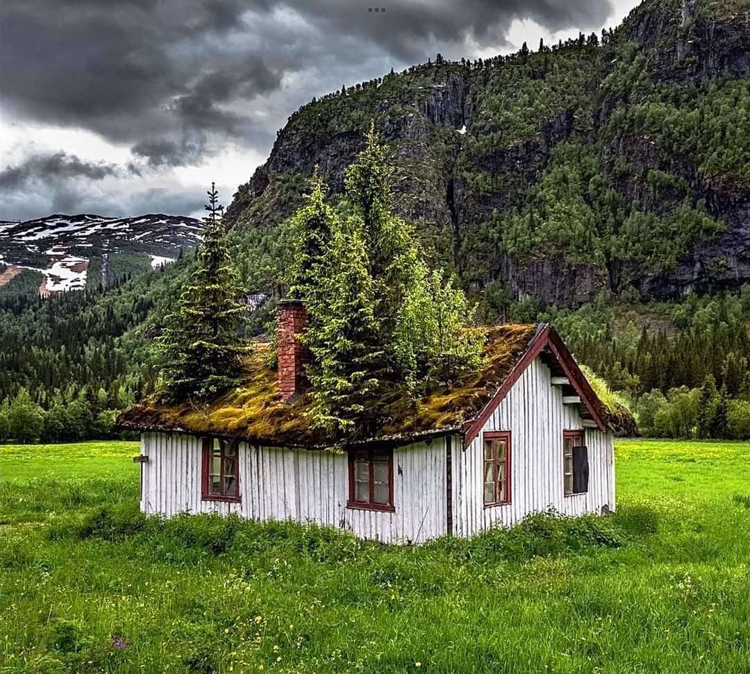 RT @Dr_TheHistories: Unbelievable house in Hemsedal, Norway, where trees are growing on its roof… 🌲🇳🇴 https://t.co/WVoN2OSFET
