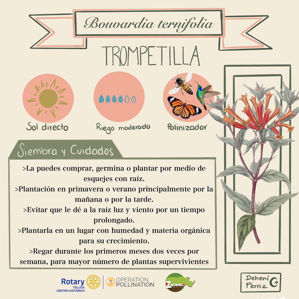 CRTolucaCH's tweet image. únete a proyecto #OperationPollination y creo tu jardín polinizador con nosotros #ClubRotarioTolucaCentroHistórico