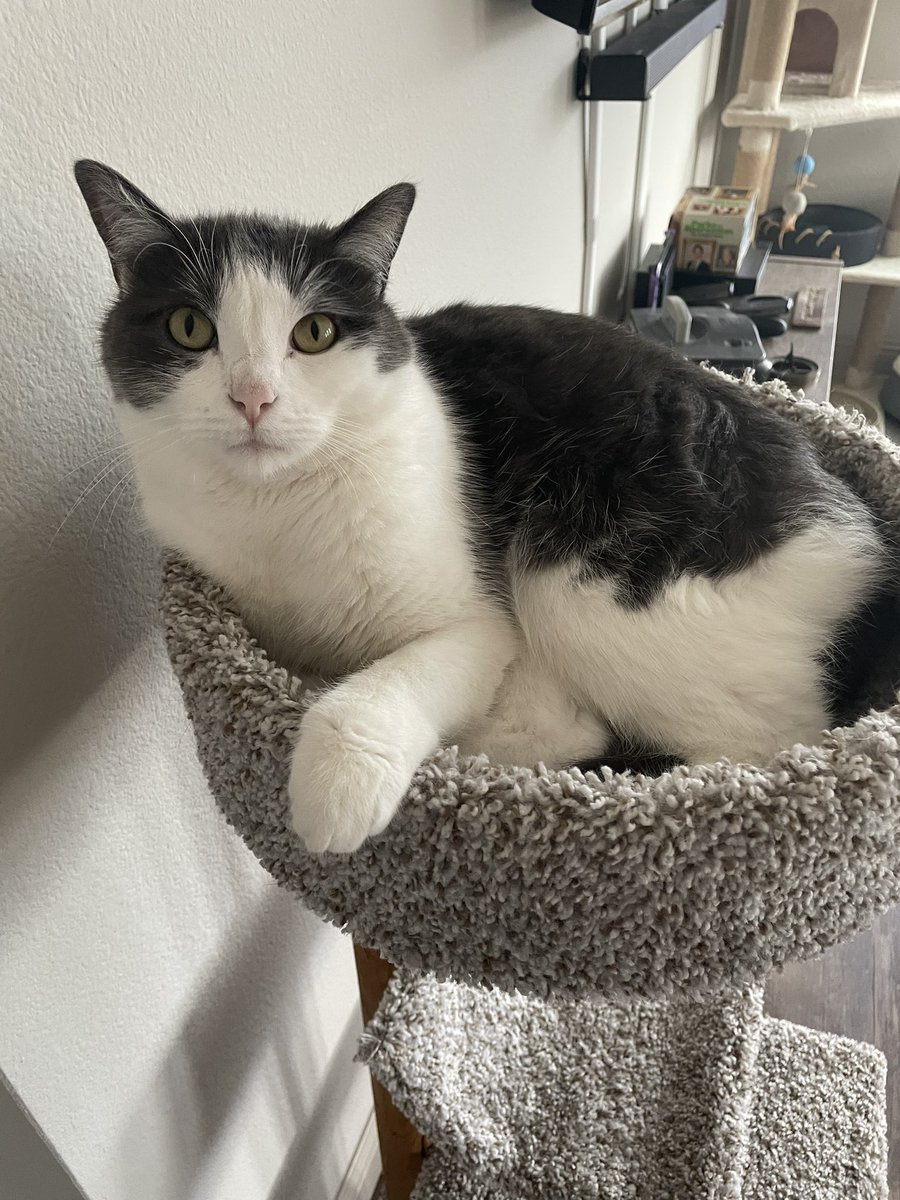AlmostAllfather's tweet photo. i am sitting at the perfect height for kisses. why are you not kissing my forehead

#CatsOfTwitter #CatsOnTwitter https://t.co/BKMVwJxrH0