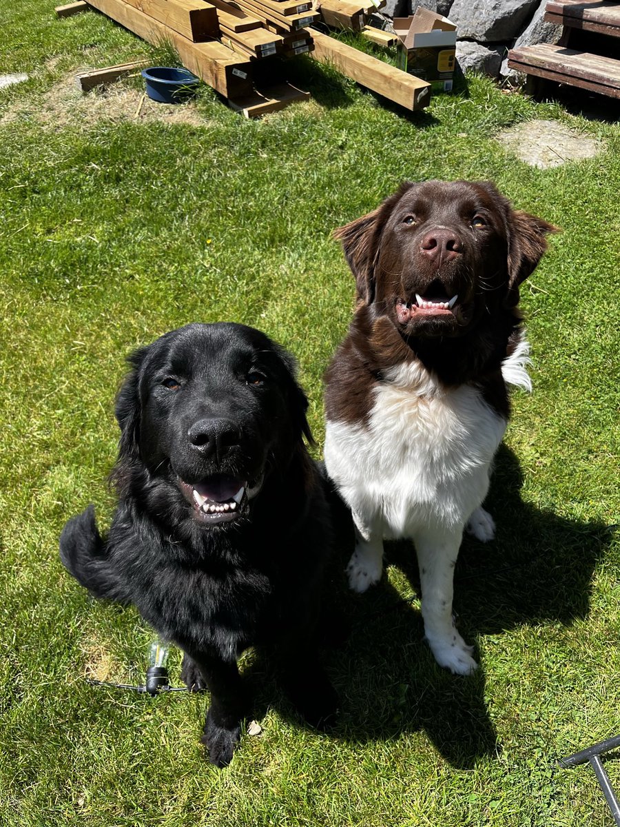ColburnHeidi's tweet photo. @sunny you have #newfies ❤️ here are my goofballs Walter and Winston they turned 1 yesterday these are our number 4&amp;5 in our family https://t.co/9Babc4Beg8
