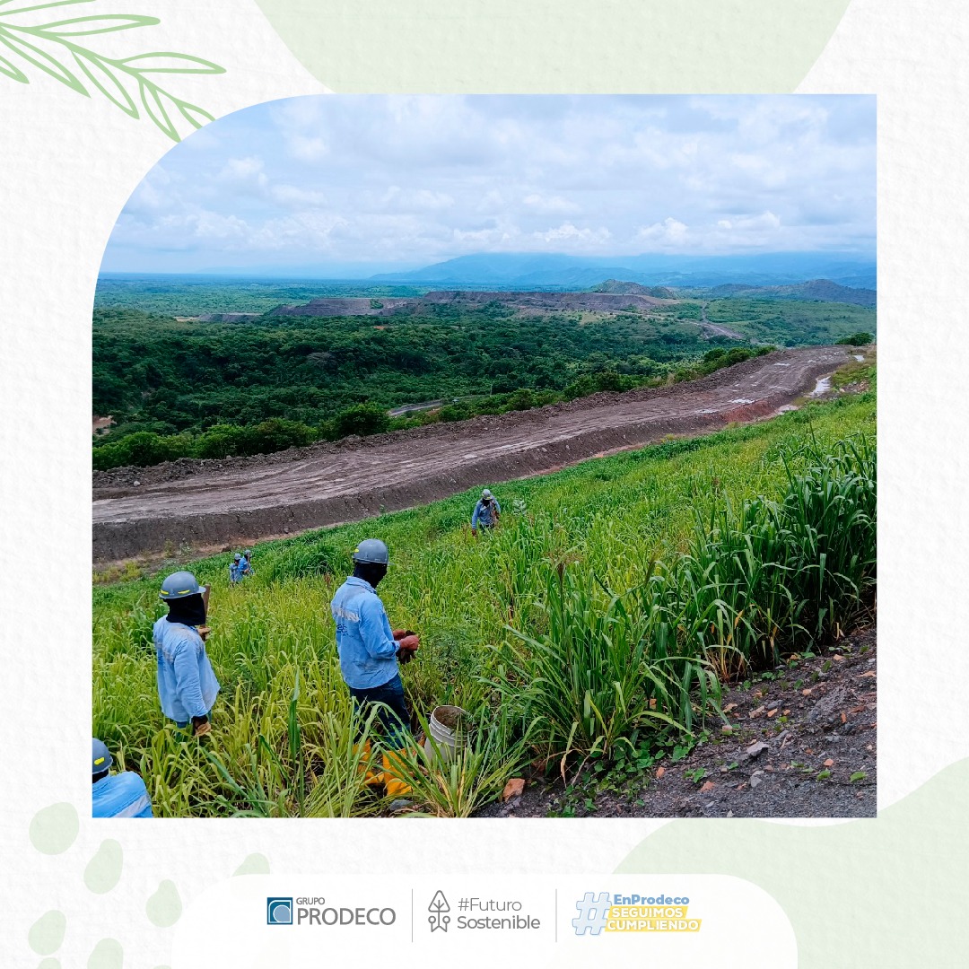 GrupoProdeco's tweet photo. #ProdecoInforma | La rehabilitación de tierras es uno de nuestros compromisos por un #FuturoSostenible y una de las actividades clave que seguimos desarrollando en la etapa de cuidado y mantenimiento de nuestras operaciones mineras en el Cesar. https://t.co/Z8SvOiJhtQ