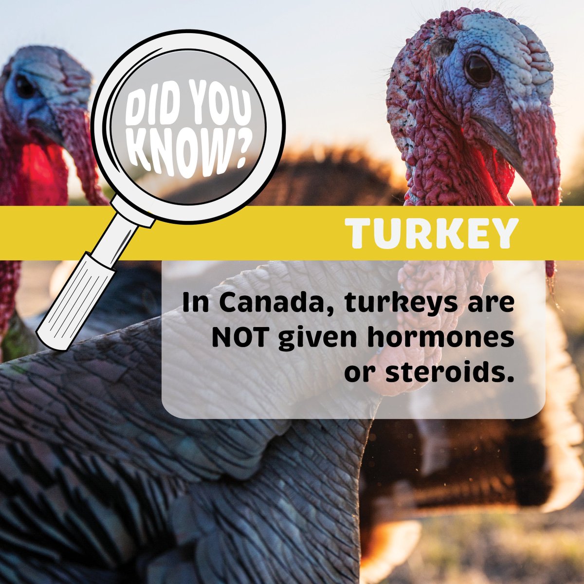 aitcmb's tweet photo. 🦃 More than mere gobblers, turkeys are a nutritious, sustainable source of food and one of the #FoundationsOfMBAg! Visit our new virtual resource to learn more about #MB farmers and processors: https://t.co/BeLWVTkPLN

Thank you to our 2022 Presenting Sponsor, 
@PeakoftheMarket https://t.co/X8oQVQnBsl