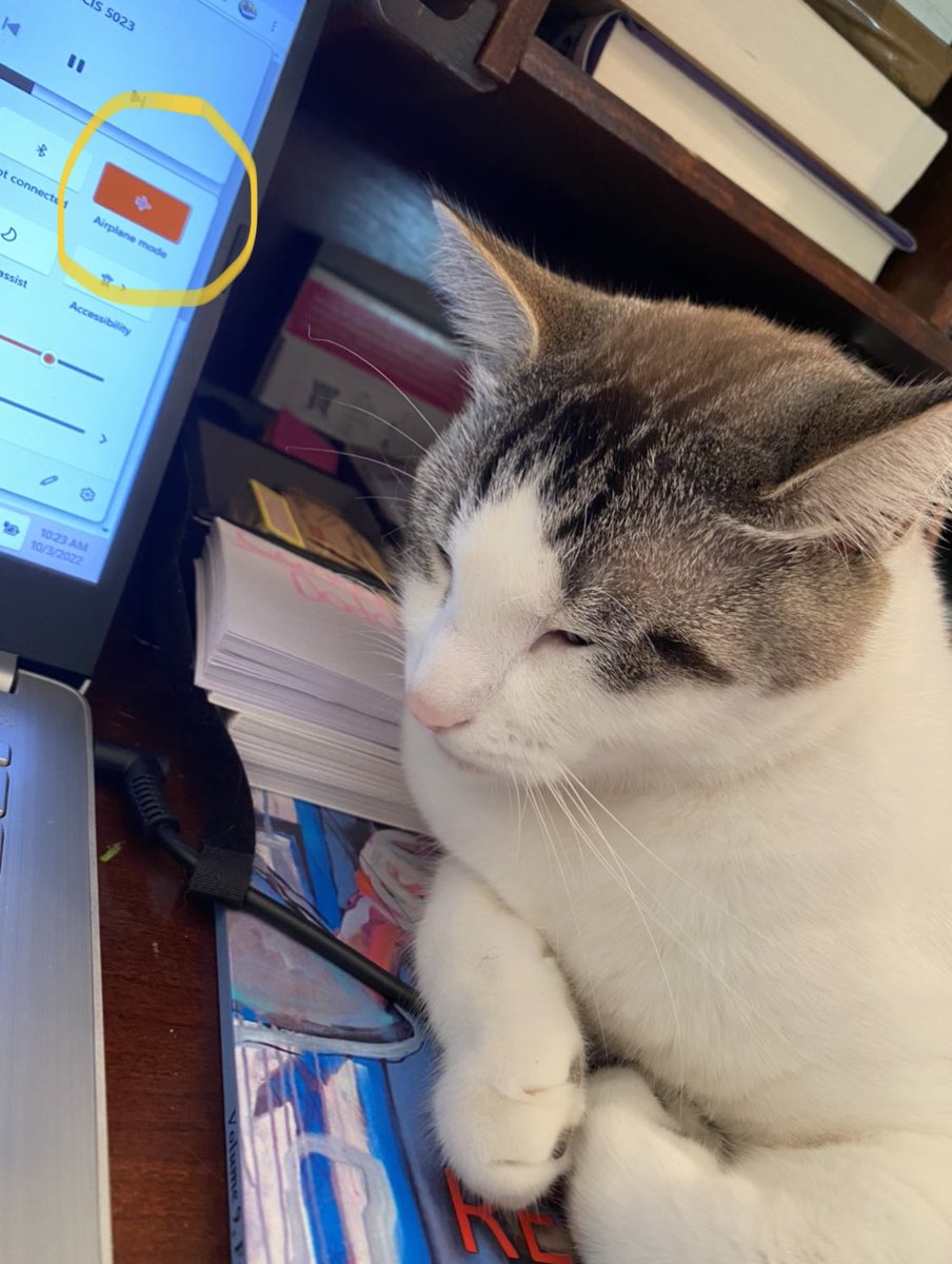 possum_cat's tweet photo. Hello, my name is George Jones, and I am obsessed with putting my mom’s laptop on airplane mode when she isn’t looking. What is your superpower? #CatsofTwittter #Cats #CatsOnTwitter #winning https://t.co/L60LAyiC7N