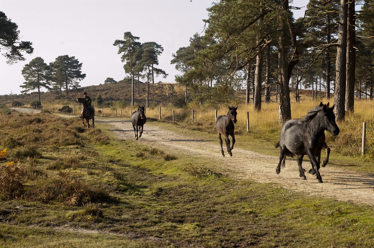 Today's #NewForest drift is at Balmer Lawn

Tilery Road &amp; Clayhill Heath car parks and the cycle route Lady Cross to the Railway Line &amp; the Roundhill camp site &amp; Hollands Wood sections are all closed

For your own safety please look out for the warning signs and avoid the area