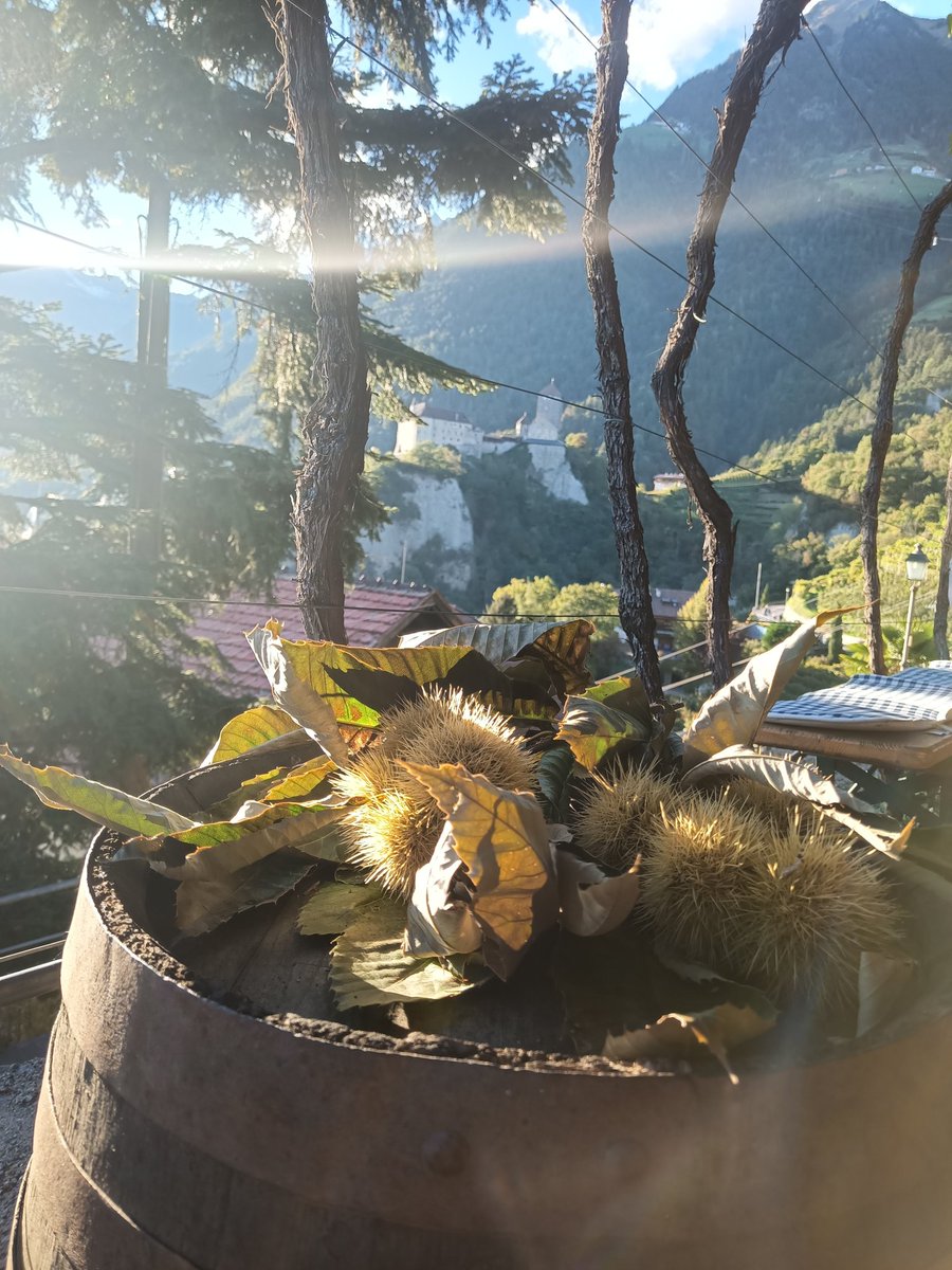 South Tyrol in autumn

#landscape #Autumn #southtyrol @dorftirol_bz_it #grape