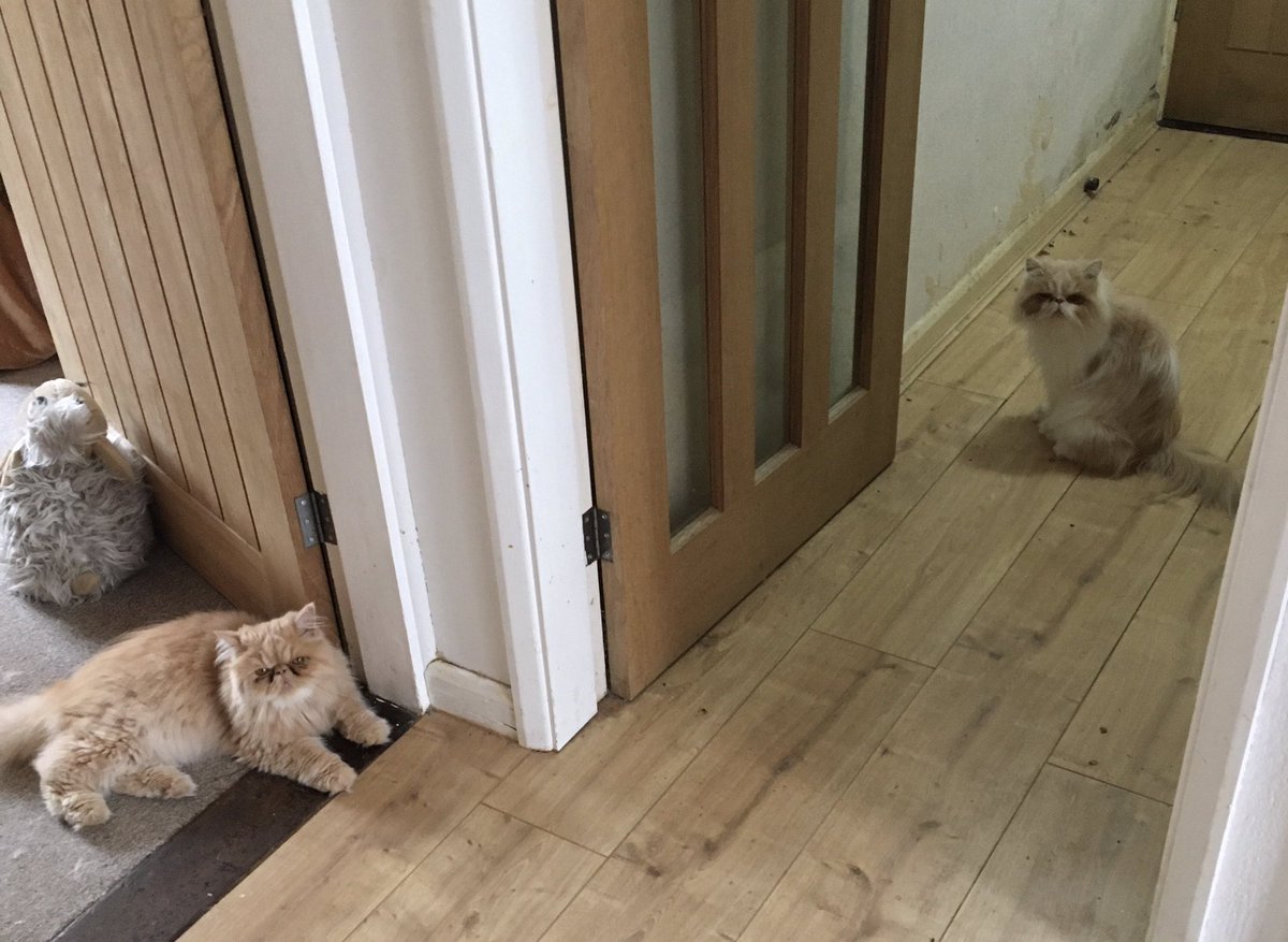 Sasperella32's tweet photo. Afternoon pengikut!  We following human everywhere they go! #humanwatch #hedgewatch #followmyleader https://t.co/xtYa4JvBCD