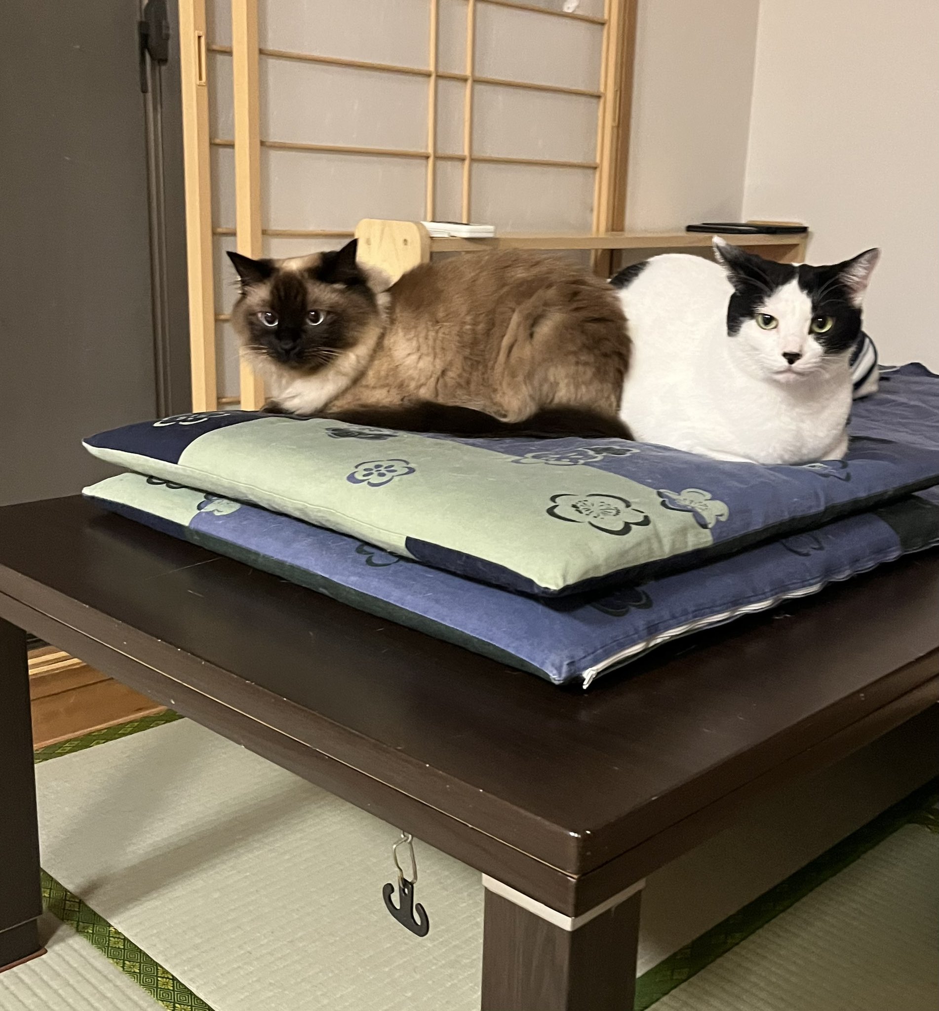 猫2匹 Twitter Search Twitter