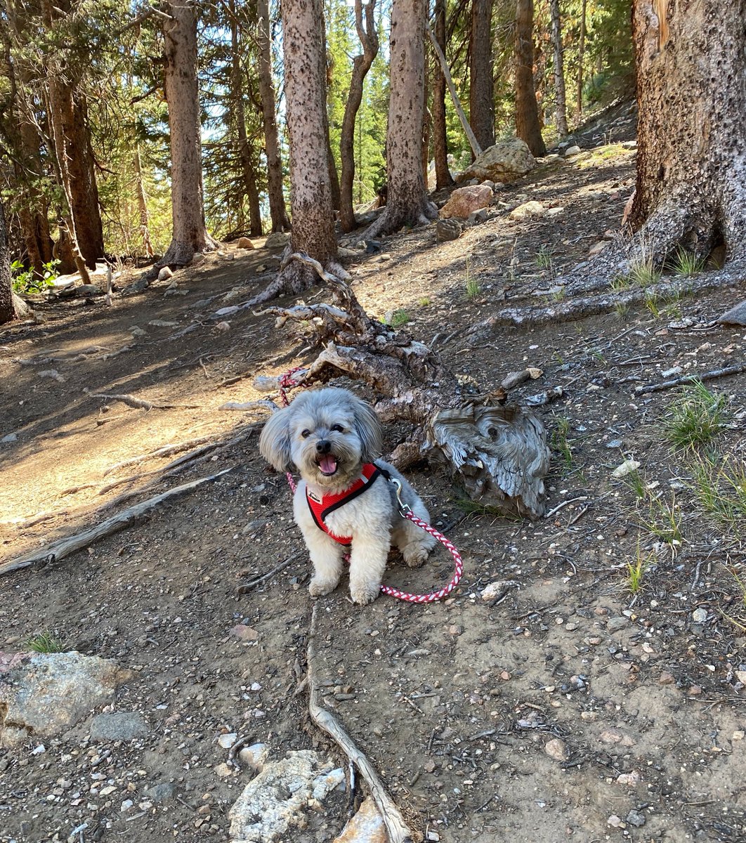 Today In the Huckleberry Report: HWAD -- Huckleberry Wingate, Adventure Dog. 🐾❤️ #huckleberryreport