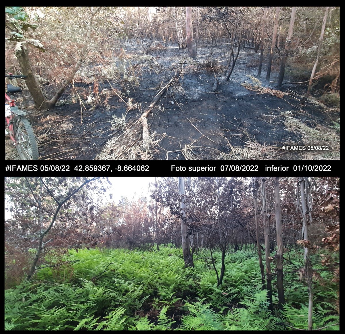 jpicos13's tweet photo. 2 months since the 🔥fire #IFAmes, fern clearly shows its contribution to #resilience of the affected forest stand, helping to reduce risk of erosion in the coming wet season. #ThingsIdo4RESONATE https://t.co/zzxpACklIu