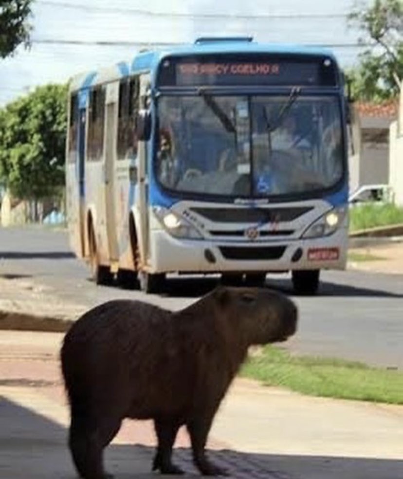 CapybaraGoddess's tweet photo. A series of events https://t.co/mqxRWdej1D
