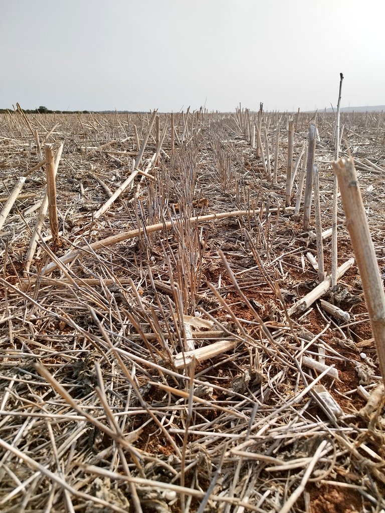 conde_onde's tweet photo. 🆙 Esto es Agricultura de Conservación 💯

👀 Restos vegetales 🌾🌻

🚜 Finca "El Rosario"

📍 Villalba del Alcor, Huelva https://t.co/sPb1IIXI6E