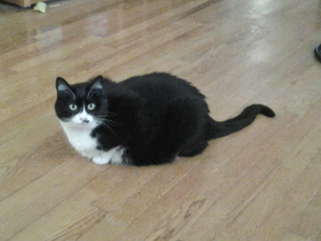 Happy #KittyLoafMonday everyone! 🌹 Have a great day! 💖 Iz continue to pray for #Peace 🇺🇦🌻 and all affected by #Ian 🙏 Lubs you all so much! 🐈‍⬛🐾☕☀️❤️ <a href="/TheTribeofMa/">backup acct only</a> <a href="/b3dazzl3d/">b3dazzl3d❤️</a> <a href="/paseri021/">Clara:HANA Cat Come</a> <a href="/chalkymacalpi/">Chalky Choo Choo, Married To Marie ❤️ 🚂</a> @MeowitzerOne <a href="/MightyMolasses/">Mo🐈‍⬛ & Jo👵</a> <a href="/ndcenzo/">Dr Watson RIP & baby brother Sherlock Holmes & mom</a> @IzzyTizzy5 <a href="/GizmoCuteKitty/">🐾💙💙Gizmo Cute Kitty 💙💙🐾 🇺🇦🙏🏼💙💛</a>