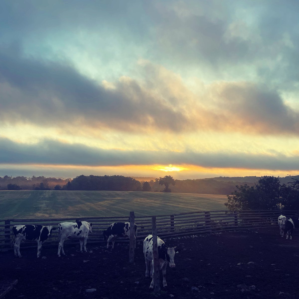 Frosty morning on the farm 🌡🍂

The chill doesn't bother these guys. Who else likes the cool, autumn weather?