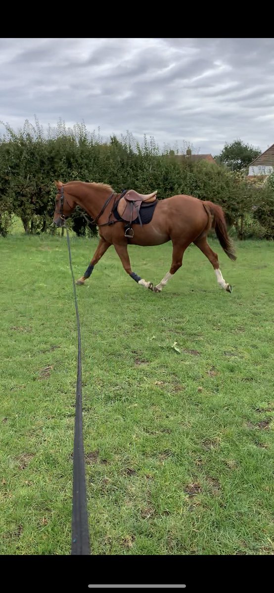 AbzyAb's tweet photo. Naughty boy is back in work !! Gary Sal on hand as always for her grandhorse 💙 #junior #almost20 #number1 🥰 https://t.co/61I11kSfUw