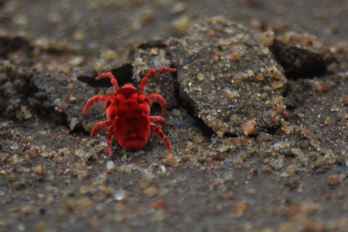 wildscapia's tweet photo. 𝐑𝐞𝐝 𝐕𝐞𝐥𝐯𝐞𝐭 𝐌𝐢𝐭𝐞

Red velvet mites, true velvet mites or rain bugs, are small arachnids (eight-legged arthropods) found in plant litter and are known for their bright red color.

#wildscapia #wildlife #speciesoftheday #redvelvetmite #redanimals https://t.co/1OxGnR6epw