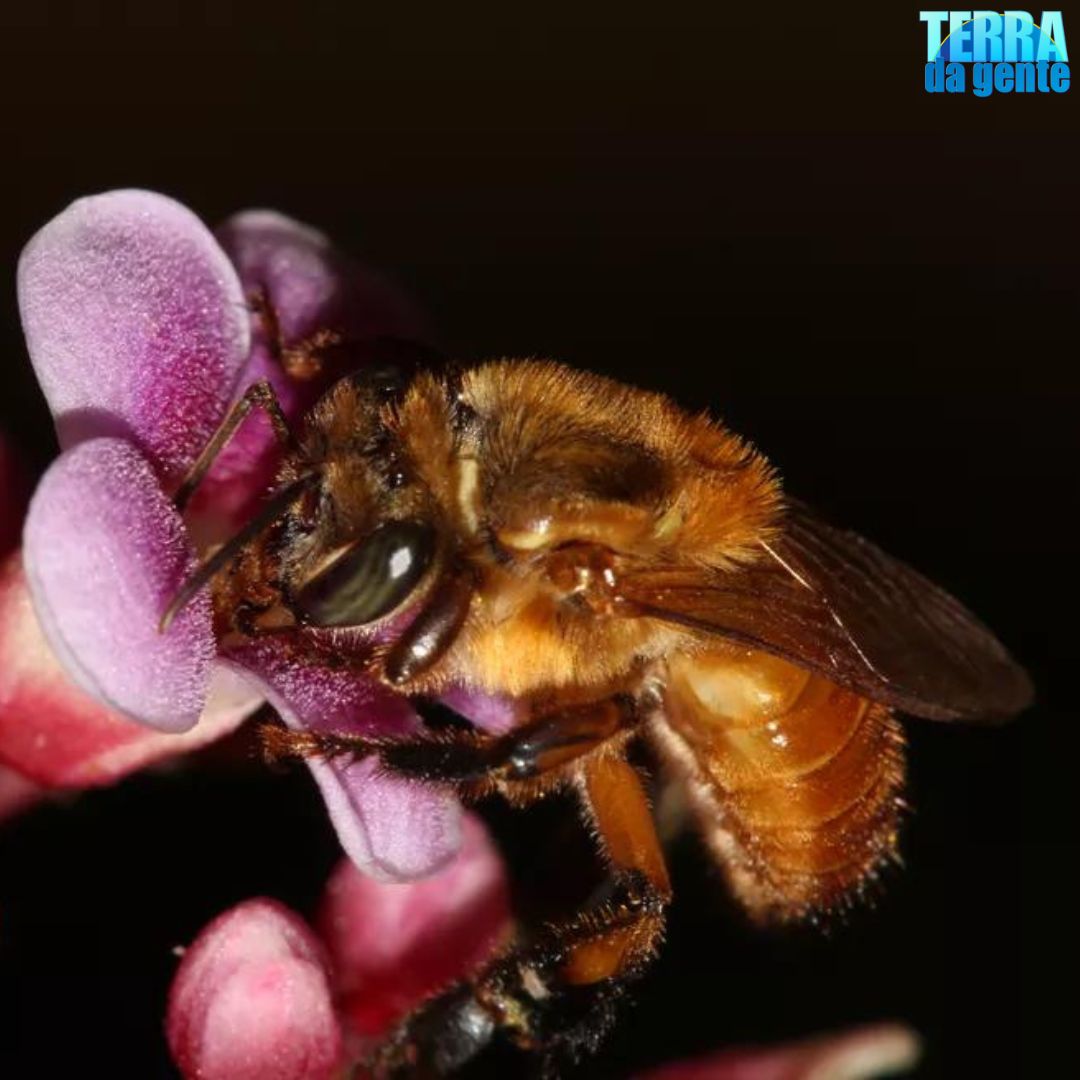 terradagente's tweet photo. Hoje é o Dia Nacional das #Abelhas!🐝 Insetos que fazem as flores ficarem ainda mais bonitas, deixam os frutos maiores e mais doces e claro, produzem mel! #terradagente #tg #natureza #animais #fauna #flora #flores #mel Fotos: Cristiano Menezes e Thais Diniz https://t.co/38Utp2o90l