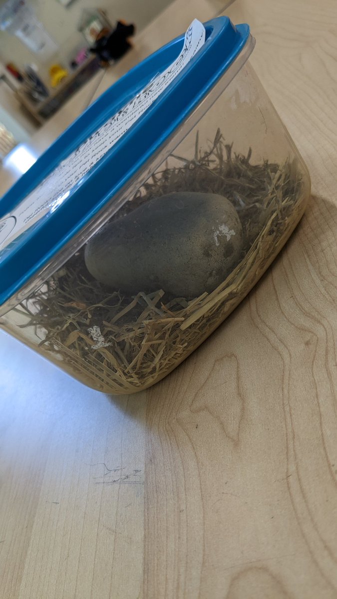 MissOCrowley's tweet photo. Newest table award, the children absolutely love it! Showed them his tricks this morning which includes "sit" and "stay" #edutwitter #petrock https://t.co/mBlqojsts4