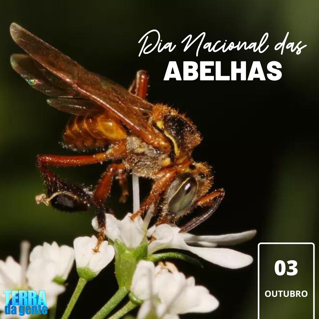 terradagente's tweet photo. Hoje é o Dia Nacional das #Abelhas!🐝 Insetos que fazem as flores ficarem ainda mais bonitas, deixam os frutos maiores e mais doces e claro, produzem mel! #terradagente #tg #natureza #animais #fauna #flora #flores #mel Fotos: Cristiano Menezes e Thais Diniz https://t.co/38Utp2o90l