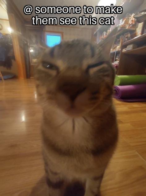 chaoticcatpics's tweet photo. https://t.co/EjN0w2BHXR