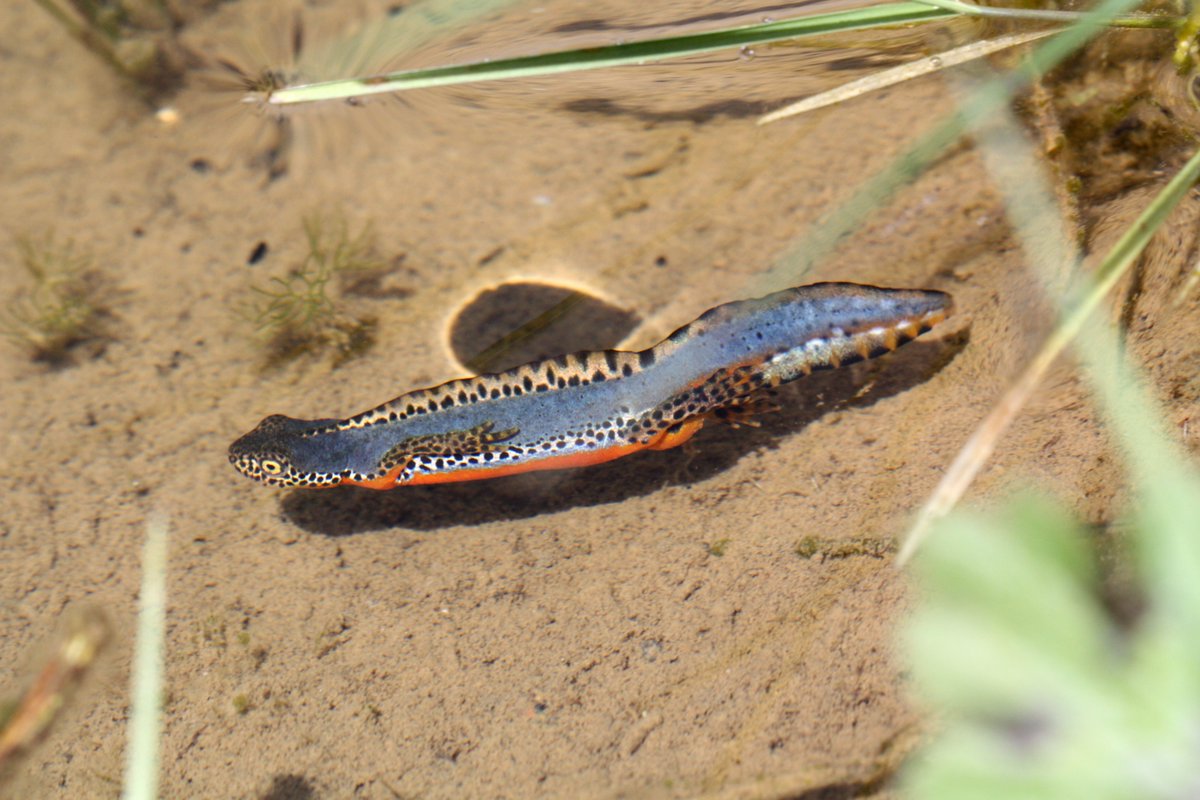 Do you have knowledge or experience of wild alpine #newts living in the UK/Ireland? 
If yes please take 10 mins to increase our understanding of this species, as part of IoZ PhD student <a href="/alinorth_893/">Ali North</a>'s work: 

👉plymouth.onlinesurveys.ac.uk/alpinenewts
Closing 9th Oct 

📸Miltos Gikas