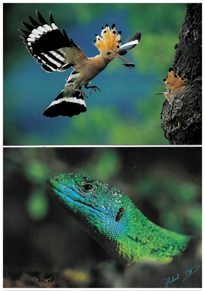 Among the living treasures of our hillsides : hoopoe and green lezard #biodiversity 🌿🍃
Crédit photo by <a href="/hubertottalsace/">Hubert OTT</a> 📸
#EmileBeyer #drinkalsace #alsacerocks #visitfrance #visitalsace #organic #wildlifeplanet #biodynamic 
#somm
#vin #wein #wine #vino
#dipwset #wsetglobal