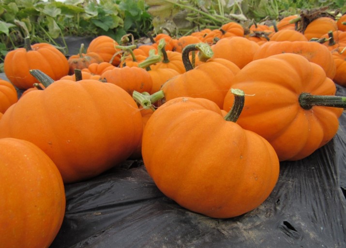 ctp_sai's tweet photo. CTP-SAI-024: Reducing food waste and risks from the bioaccumulation of pesticides in Cucurbits (pumpkins and courgettes)
https://t.co/sj9uU1HZZU
@UniofNottingham @basnapier @SainsburysNews  @niabscience https://t.co/Cvk1WMi9Zj