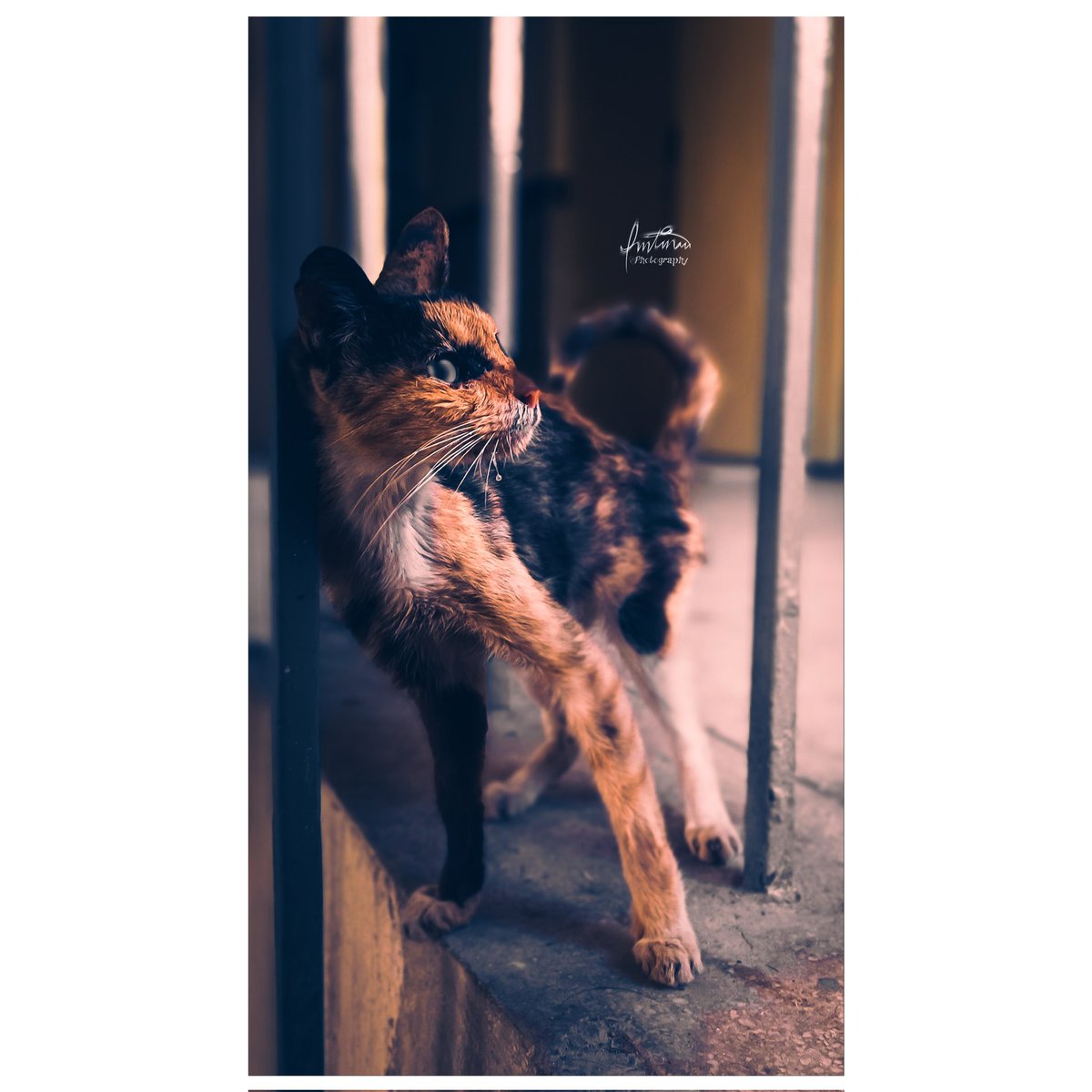 ImtinanAli11's tweet photo. Take Good Care of Yourself.
The most fascinating thing about cats is their hygiene. 
#Pet #Carnivora #OneAnimal #Animal #AutoPostProductionFilter #TransferPrint #DomesticAnimals #Cat https://t.co/O4wLbL5W6m