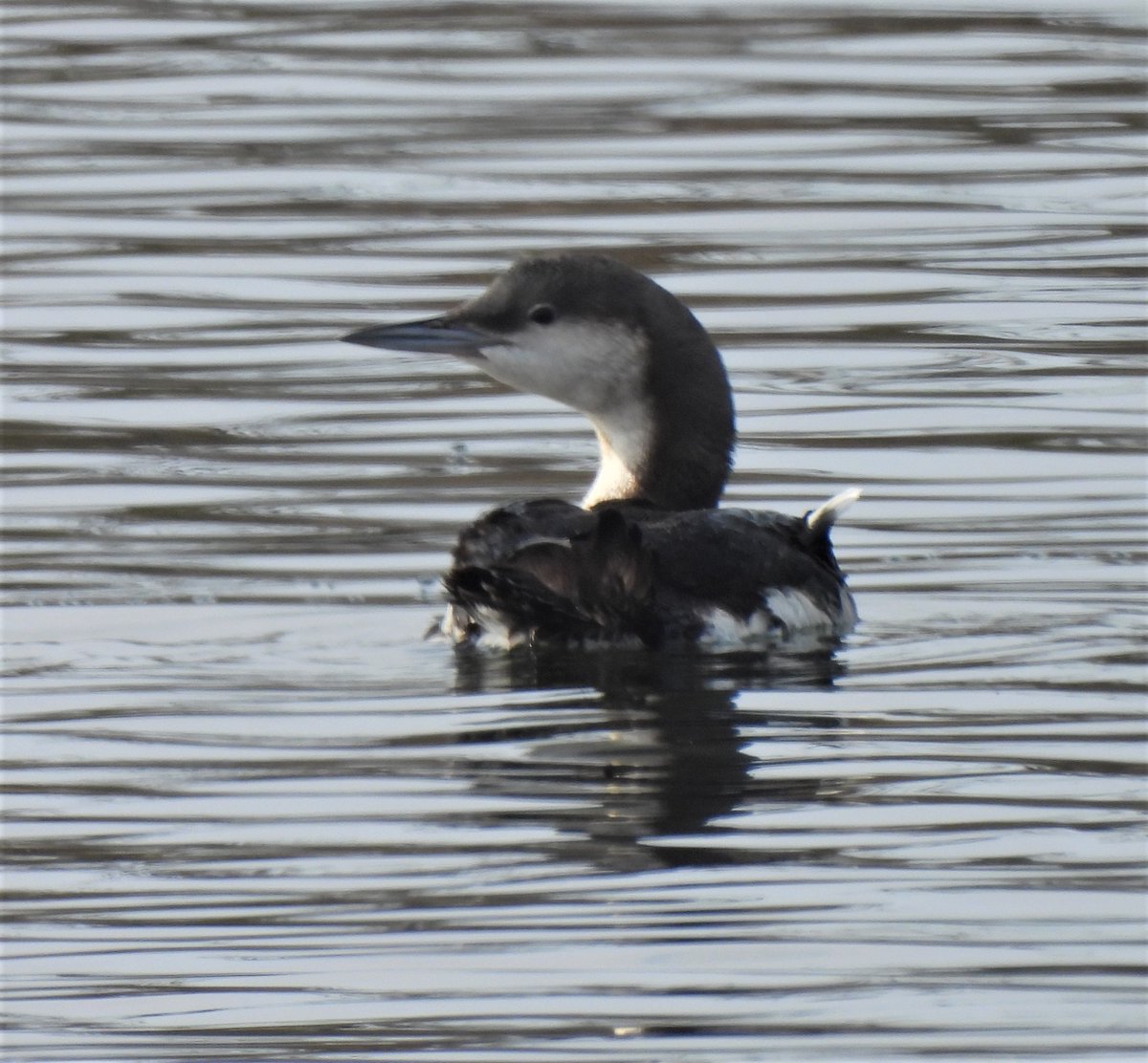 adriawildlife's tweet photo. An early Black-throated Diver at #ValCavanata NR in late Sept. &amp; still present this morning. 
Winter or summer plumage, I never tire of these birds. I think it's their association with the coldest, wildest places in the Northern Hemisphere &amp; that voice! (Which we sometimes hear). https://t.co/TBsIxALcjd