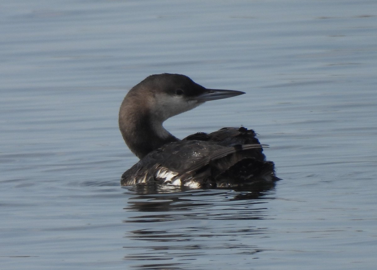 adriawildlife's tweet photo. An early Black-throated Diver at #ValCavanata NR in late Sept. &amp; still present this morning. 
Winter or summer plumage, I never tire of these birds. I think it's their association with the coldest, wildest places in the Northern Hemisphere &amp; that voice! (Which we sometimes hear). https://t.co/TBsIxALcjd