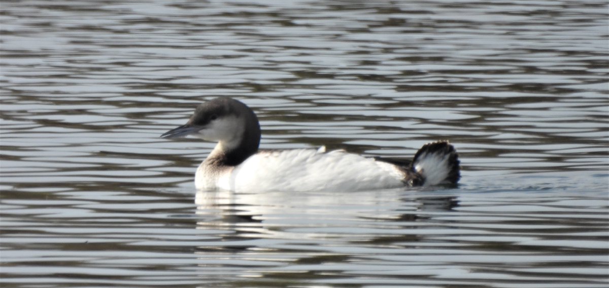 adriawildlife's tweet photo. An early Black-throated Diver at #ValCavanata NR in late Sept. &amp; still present this morning. 
Winter or summer plumage, I never tire of these birds. I think it's their association with the coldest, wildest places in the Northern Hemisphere &amp; that voice! (Which we sometimes hear). https://t.co/TBsIxALcjd