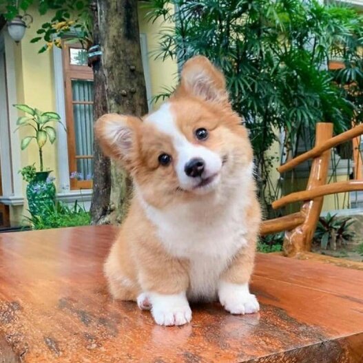 Corgi_lover_usa's tweet photo. So cute puppy..
Rate this cuteness out of 10..... https://t.co/SBLzPjBCZE