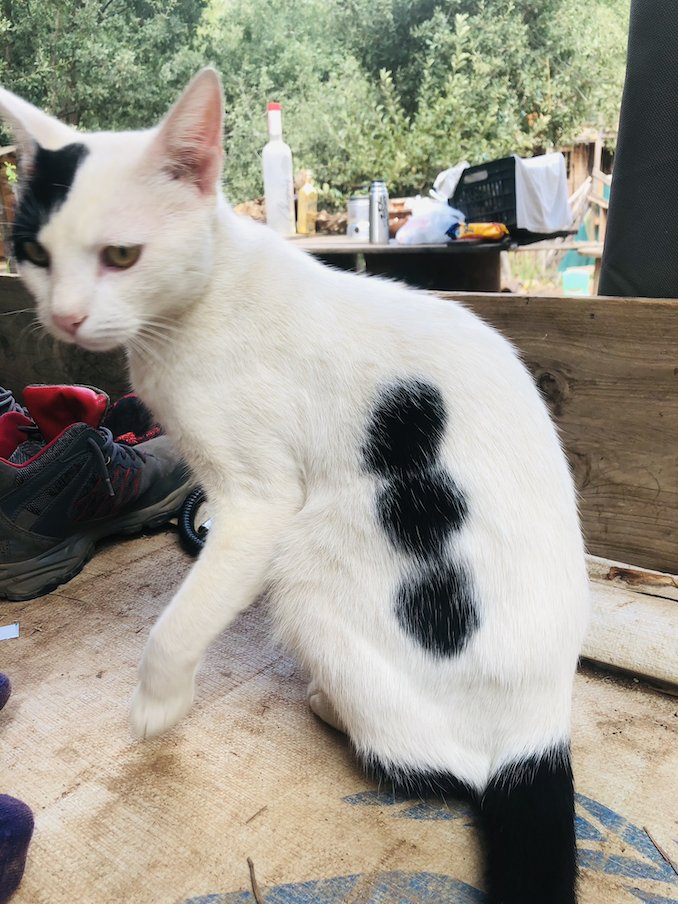 Voronoiiz's tweet photo. GM from the VORONOIZ Cat!
(No animals were harmed (or spray-painted))
#NaturalVoronoi #CatPatch #FelinePower https://t.co/3go3snGAHe
