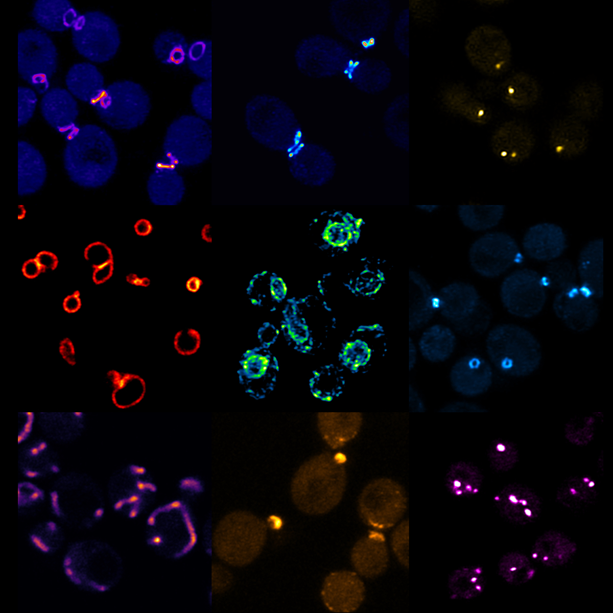 syncellbiolab's tweet image. Very delighted to see our lab's first paper out in @mSphereJ @ASMicrobiology ALIBY: ALFA Nanobody-Based Toolkit for Imaging and Biochemistry in Yeast. @iiscbangalore @BICS_IISc @YeastClub_Blr
journals.asm.org/doi/10.1128/ms…