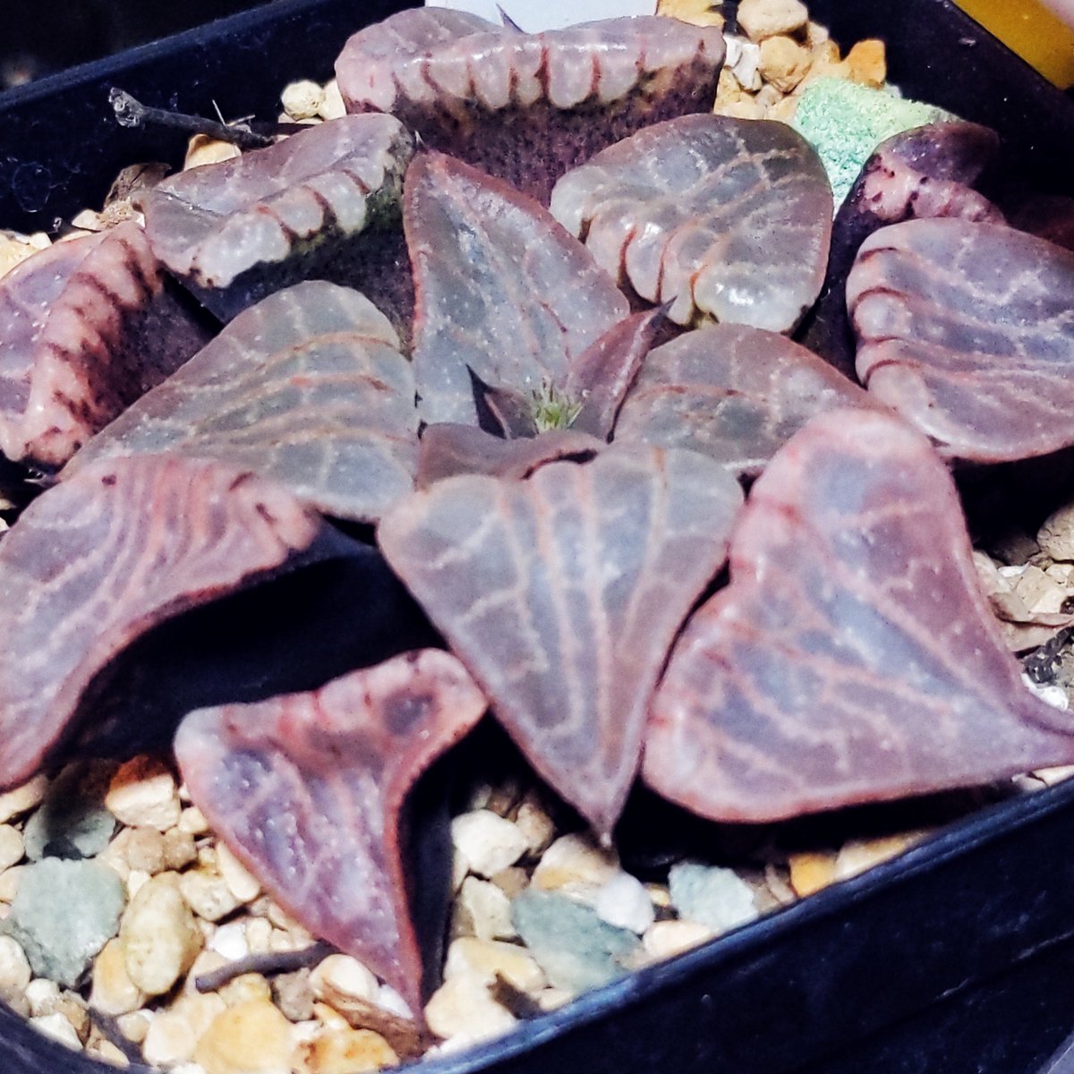 IPGC_2019_04's tweet photo. @haworthia_taka →現状で遮光する
→(光)環境を変えてみる

赤々としてますが、光弱いところに暫く置くと緑が戻り始めます。戻り始めたらまた強めに遮光して置くとかもありですね。あっちからこっち、こっちからそっちみたいに^^

よき多肉日和になります様に! https://t.co/87vU6sfHAU
