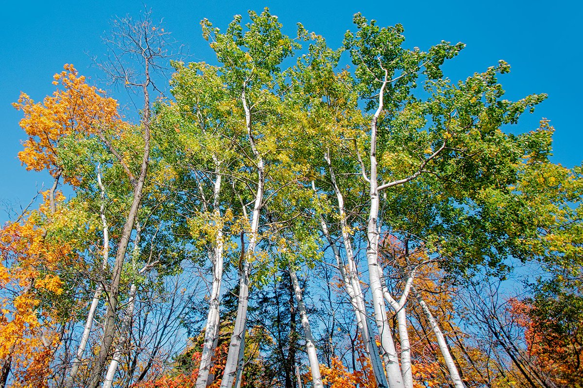 WisconsinPics's tweet photo. Beautiful autumn foliage near Denzer, Wisconsin.

#wisconsin #autumn #birch #trees #wisconsinphotos #fall #autumnvibes #onwisconsin #stockphotos #stockphotography #commercialart https://t.co/tRUsKkWgJW