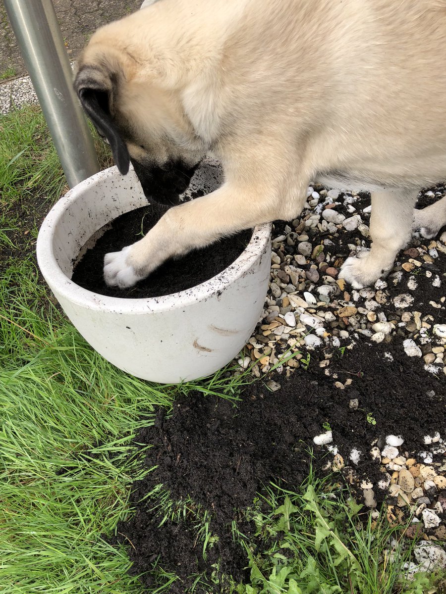 Feiertag? Ach was! Bisschen Gartenarbeit wird ja wohl erlaubt sein, oder? 🙄😂😘