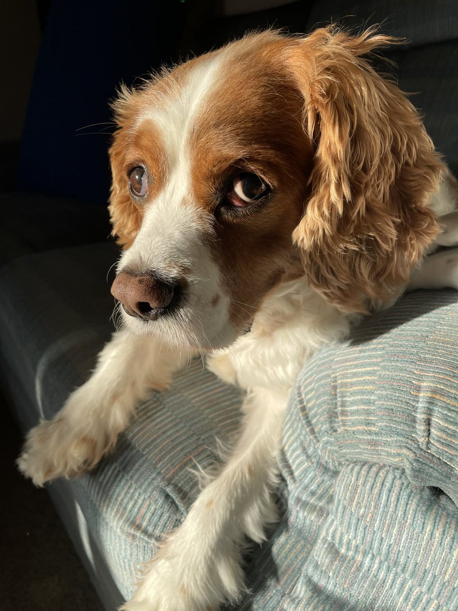 Soaking up the S U N… #cavalierkingcharles #cavpack #dogsoftwitter #DogsOnTwitter October 3, 2022