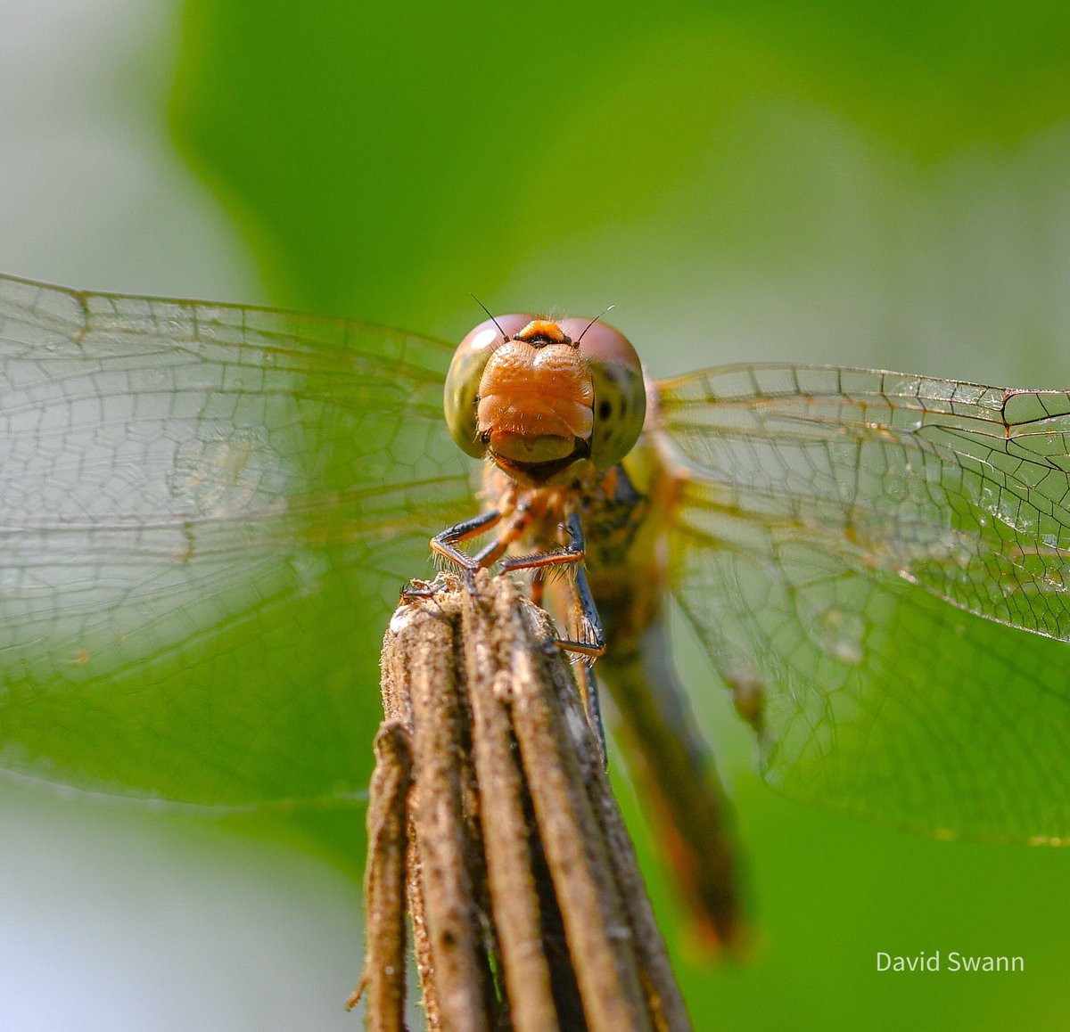 David Swann (@davidswann1) on Twitter photo Common Darter (August). <a href="/Natures_Voice/">RSPB</a> <a href="/northyorkmoors/">North York Moors NP</a> <a href="/YorksWildlife/">Yorkshire Wildlife Trust - follow us on Bluesky 🦋</a> @WoodlandTrust <a href="/BDSYorkshire/">York. Dragonfly Grp.</a> <a href="/BDSdragonflies/">British Dragonfly Society</a> Common Darter (August). <a href="/Natures_Voice/">RSPB</a> <a href="/northyorkmoors/">North York Moors NP</a> <a href="/YorksWildlife/">Yorkshire Wildlife Trust - follow us on Bluesky 🦋</a> @WoodlandTrust <a href="/BDSYorkshire/">York. Dragonfly Grp.</a> <a href="/BDSdragonflies/">British Dragonfly Society</a>