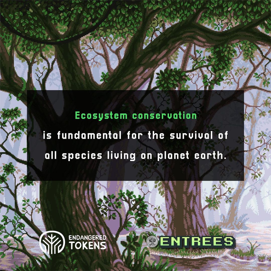 EntreesNFT's tweet image. Biodiversity or biological diversity refers to the variety of living organisms such as animals, plants, fungi, bacteria, among others, that are part of all terrestrial and aquatic ecosystems. It includes diversity within the same species, between species and between ecosystems.