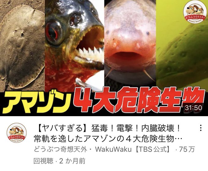 どうぶつ奇想天外 の評価や評判 感想など みんなの反応を1週間ごとにまとめて紹介 ついラン どうぶつ奇想天外 の評価や評判 感想など みんなの反応を1週間ごとにまとめて紹介 ついラン