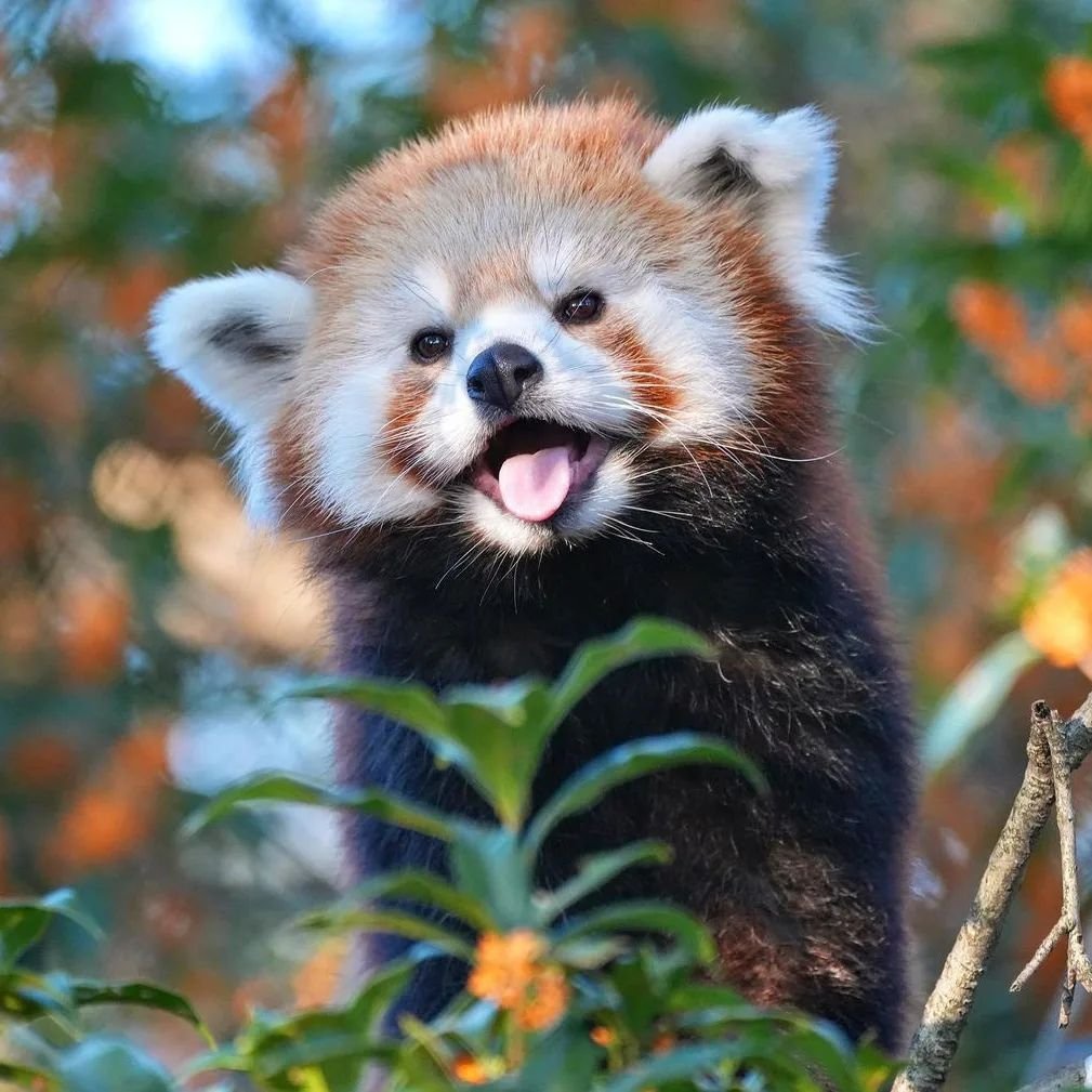panda_lover07's tweet photo. How cute?❤️🐼
#redpandas #redpandalover #redpandaword #redpandapuppies #redpandasoftwitter https://t.co/HD9tBQBGma