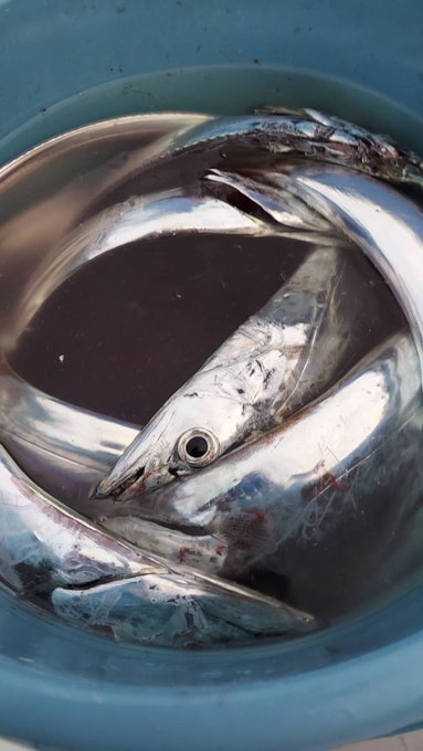 タチウオ の評価や評判 感想など みんなの反応を1週間ごとにまとめて紹介 ついラン