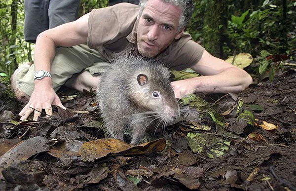 PCSupermarket's tweet photo. Did you know the Bosavi woolly rat discovered in 2009 is believed to be the largest rat, reaching 32" long (including tail) and weighing more than 3 lbs. That is what I would call a mega rat! https://t.co/1qVbiyyg2d